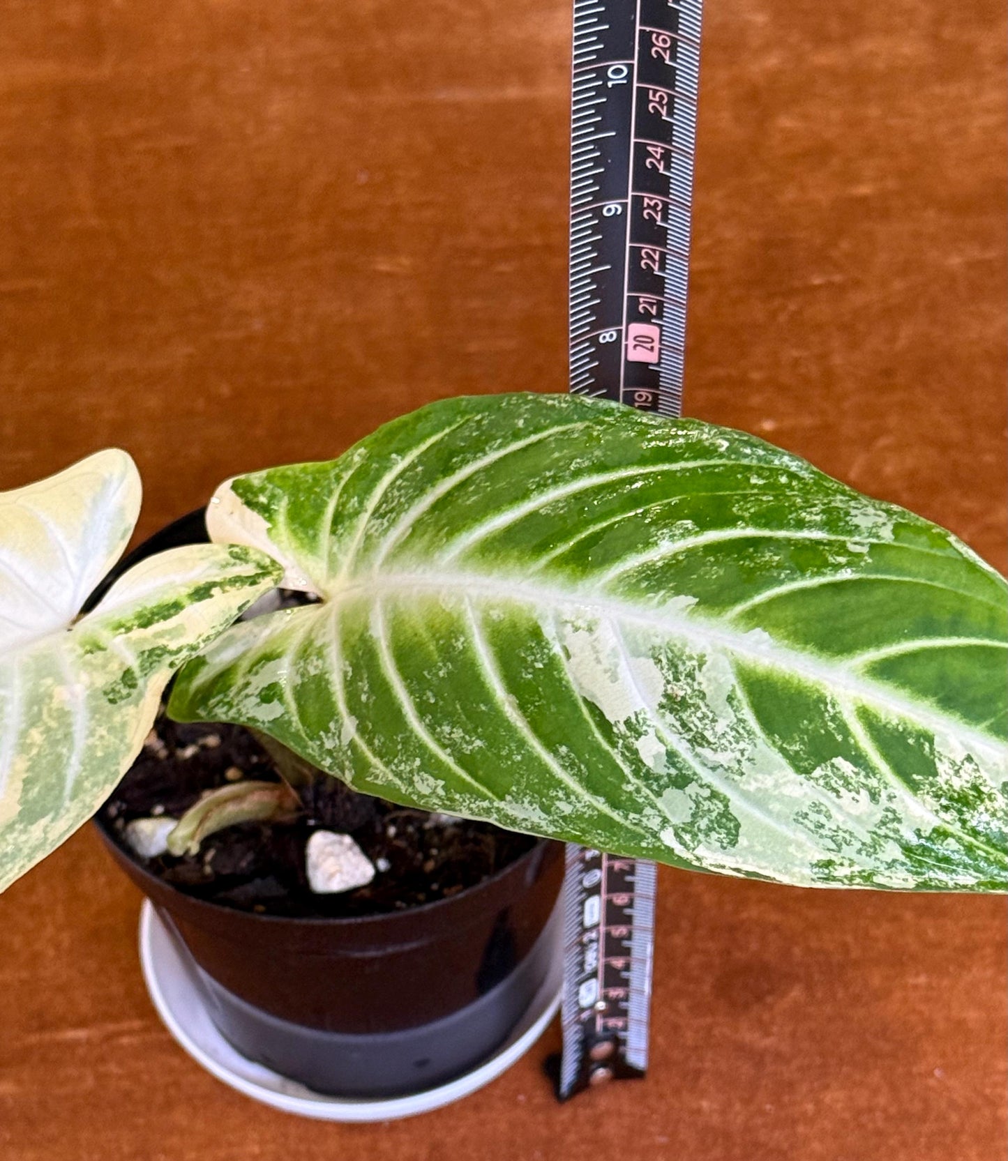 Caladium Lindenii Variegated (Xanthasoma Lindenii)
