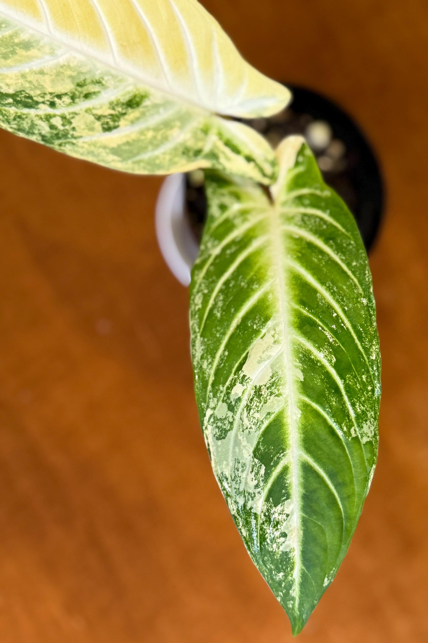 Caladium Lindenii Variegated (Xanthasoma Lindenii)