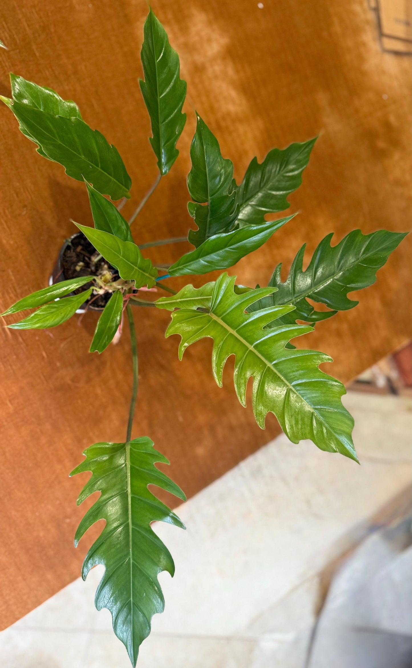 Philodendron Choco Empress