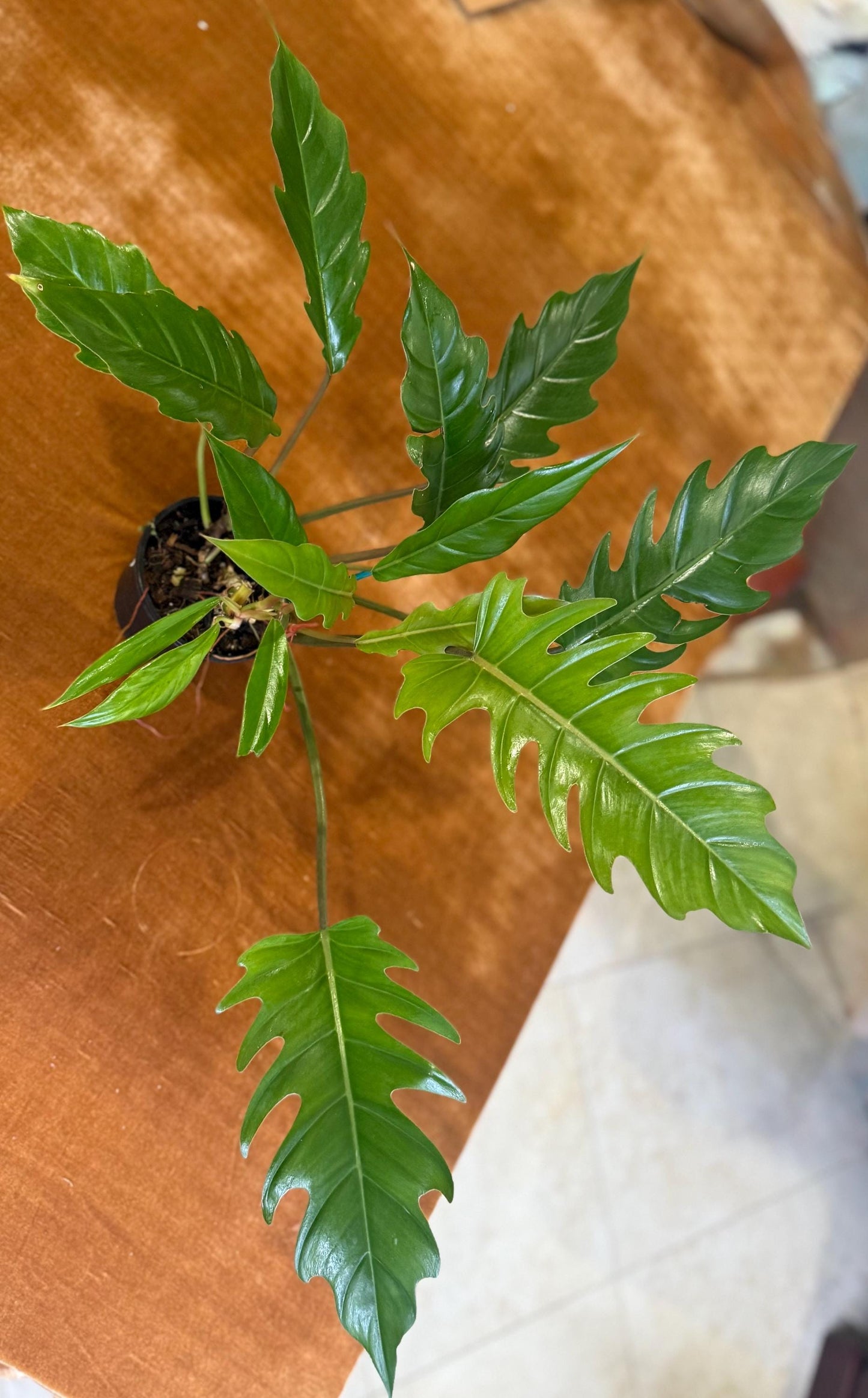 Philodendron Choco Empress