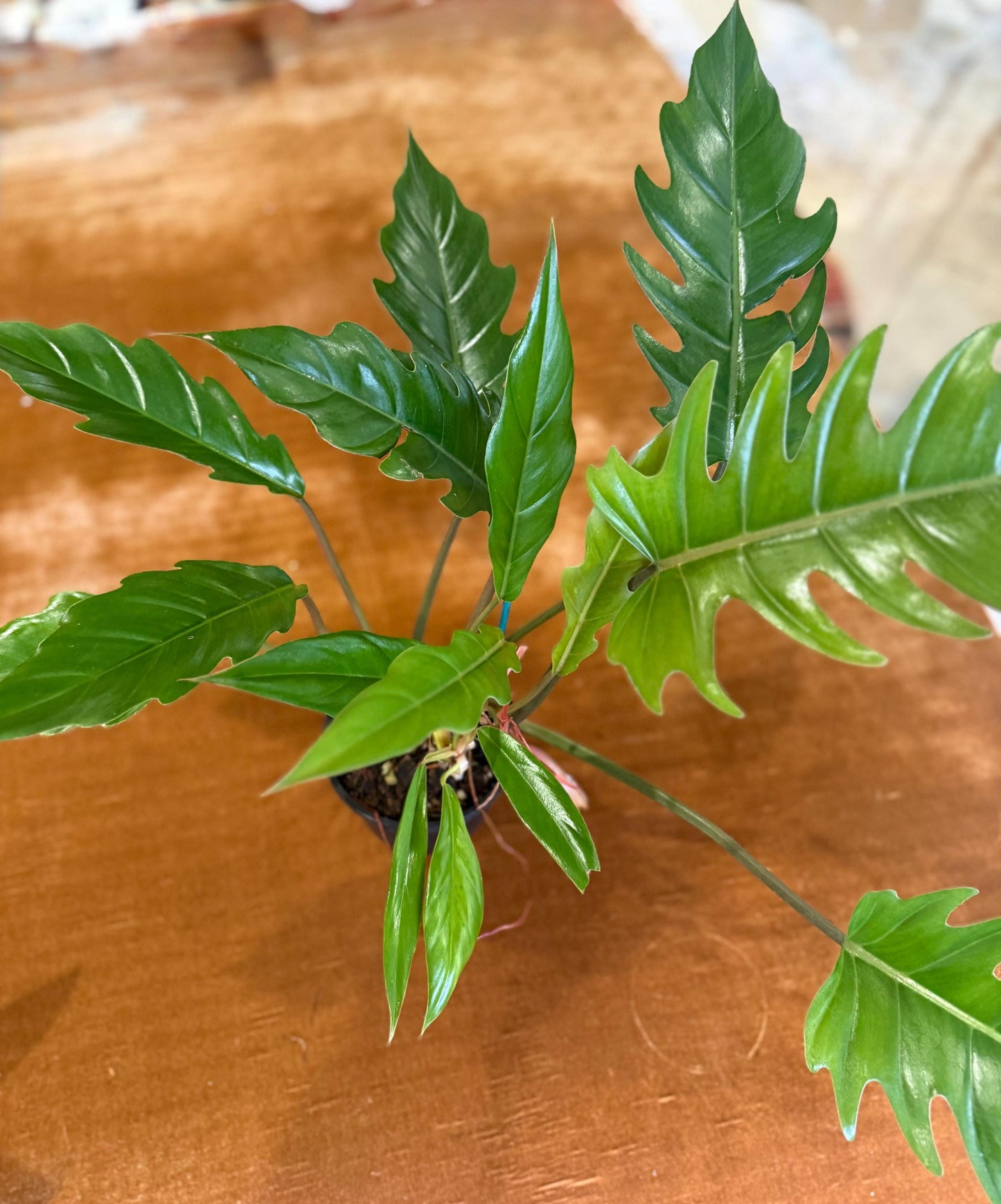 Philodendron Choco Empress