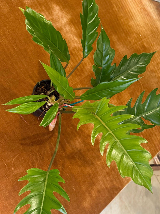 Philodendron Choco Empress