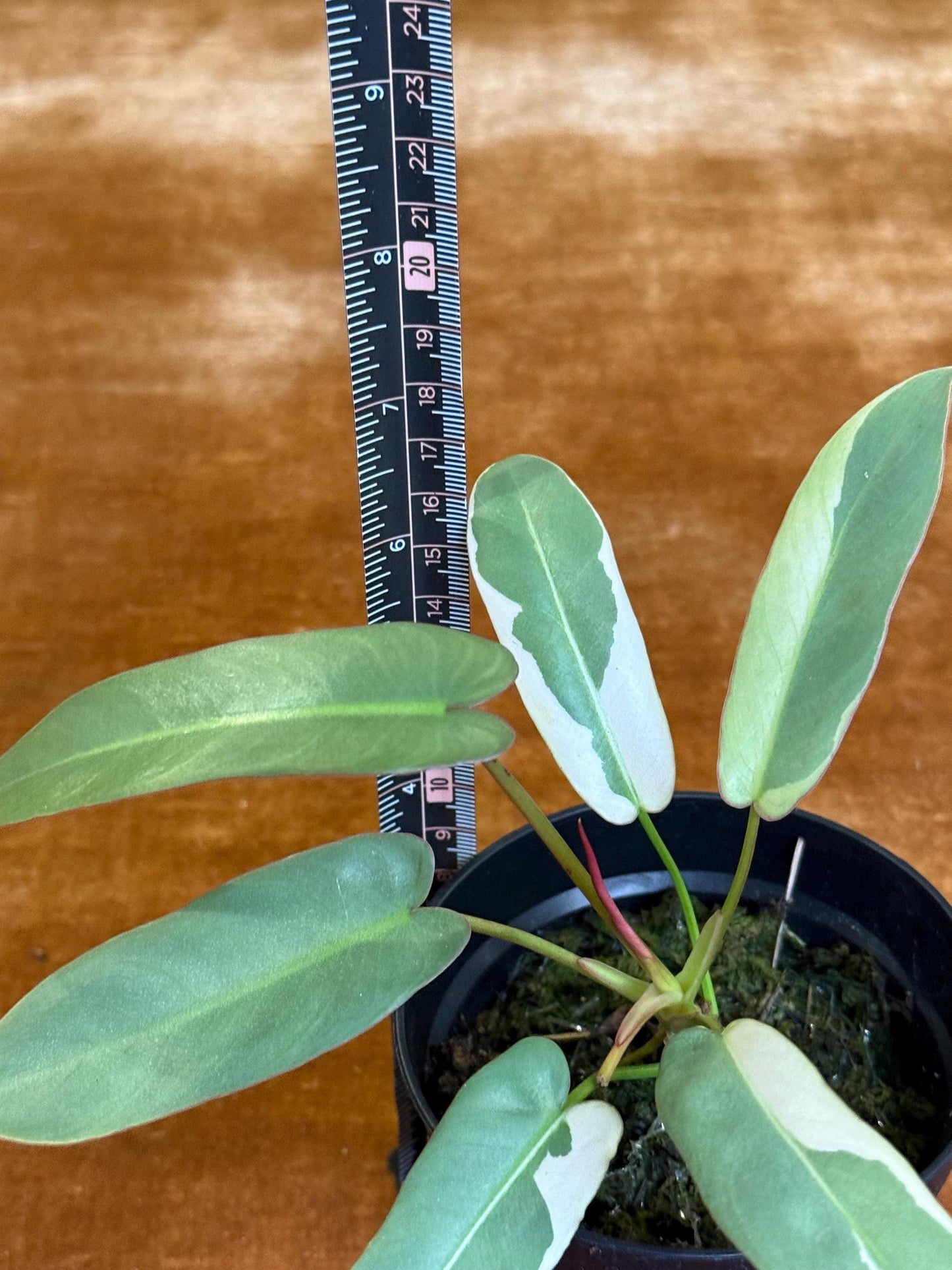 Philodendron Atabapoense Variegated