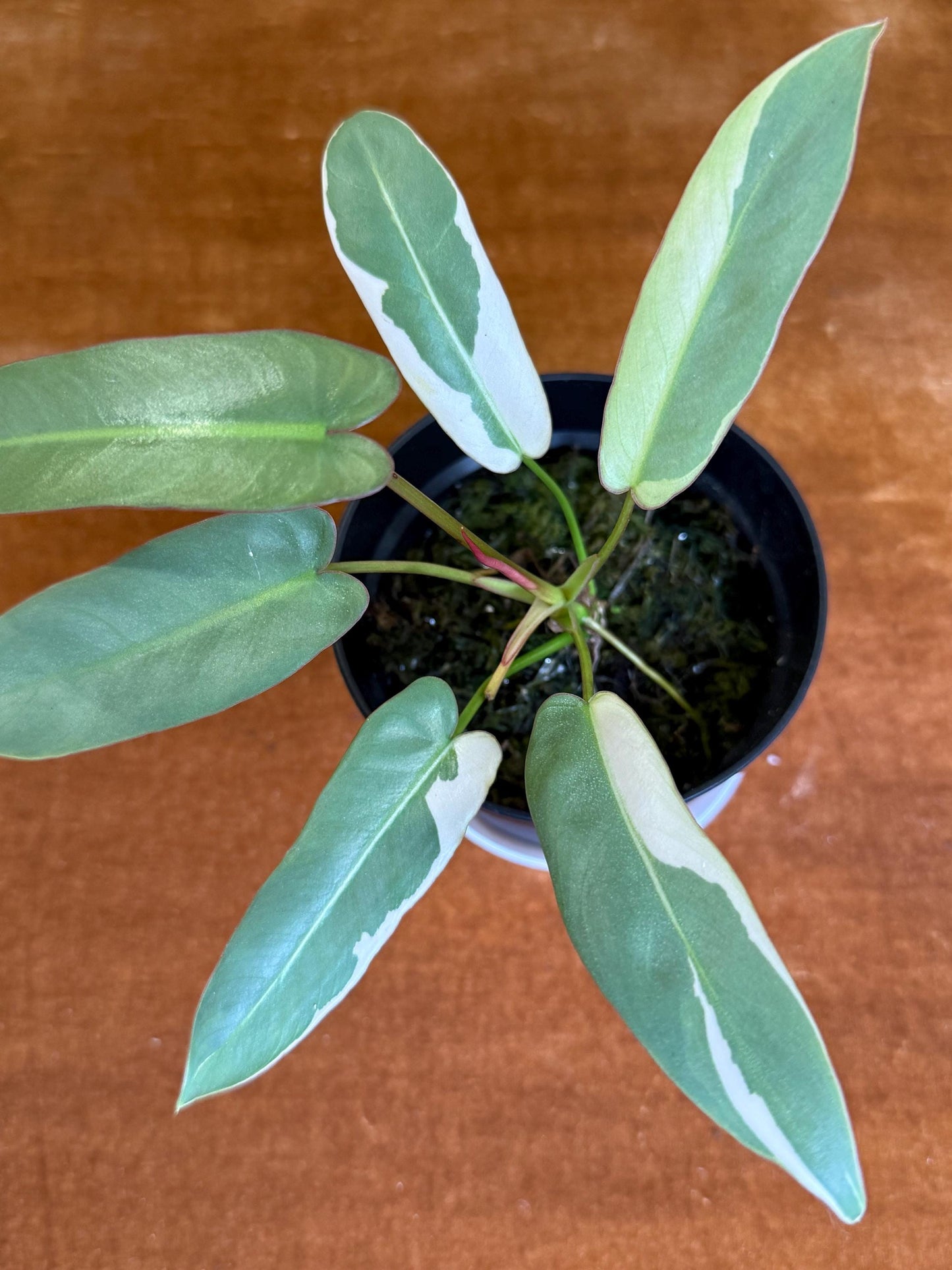 Philodendron Atabapoense Variegated
