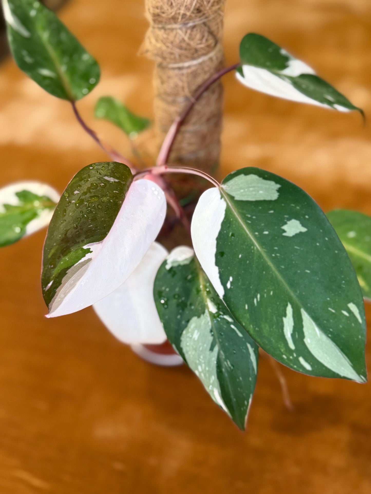 Philodendron Red Anderson