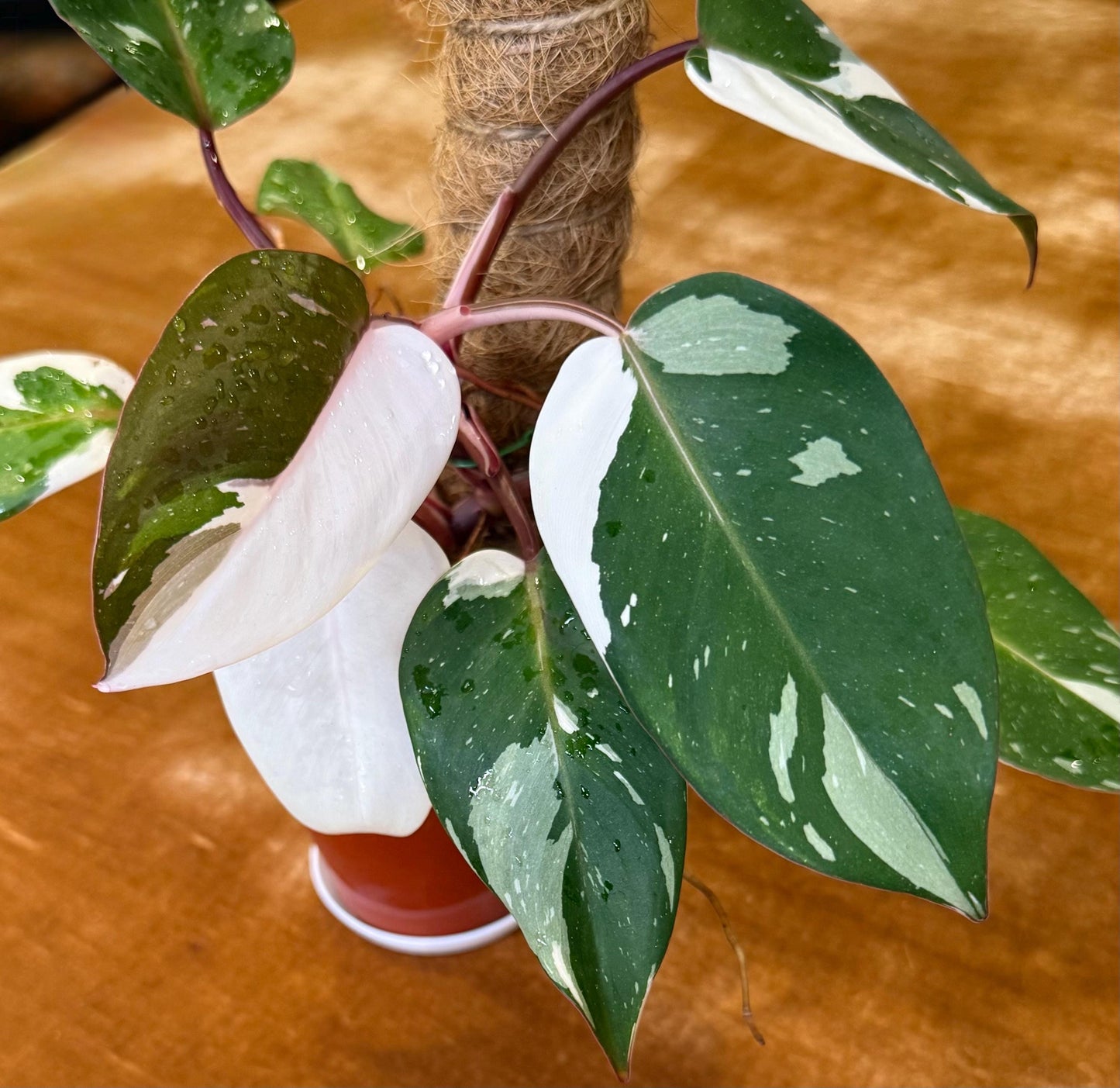 Philodendron Red Anderson