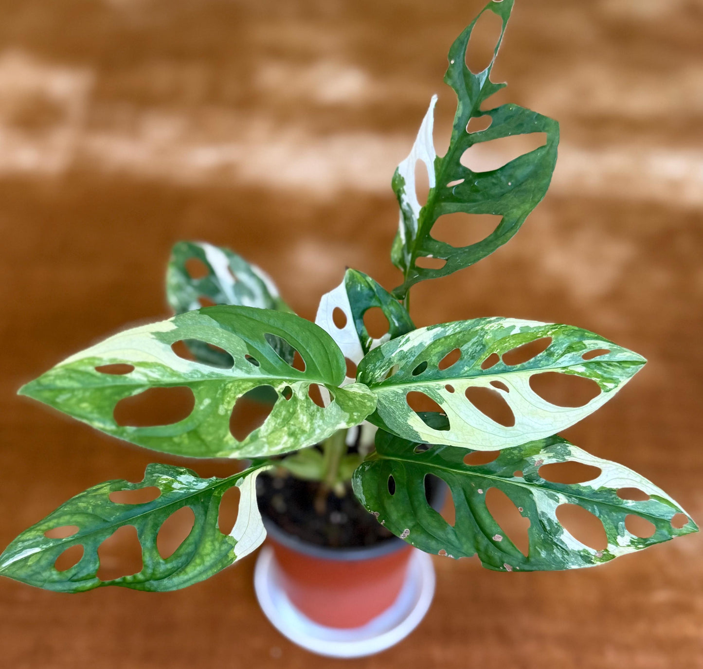 Monstera Adansonii Albo