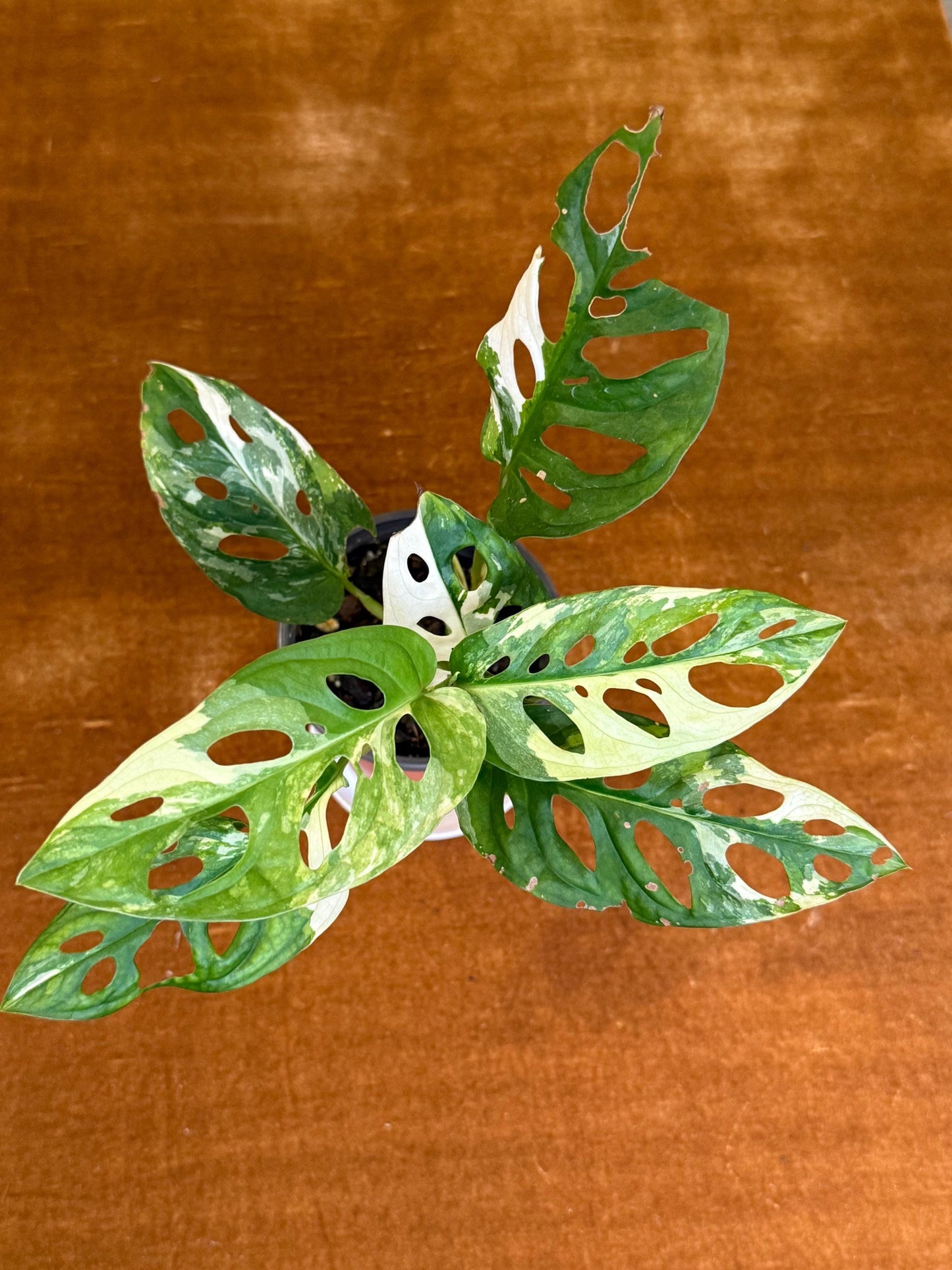 Monstera Adansonii Albo