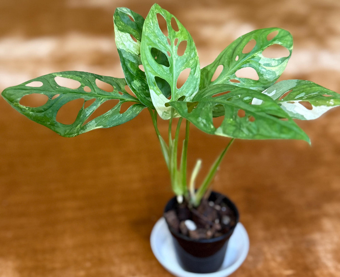 Monstera Adansonii Albo