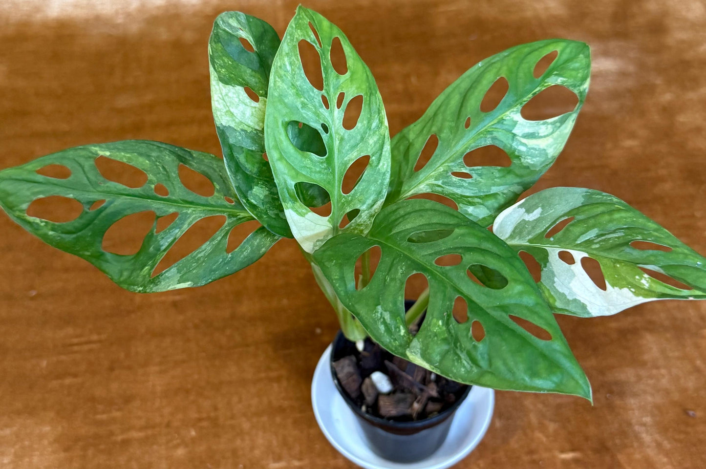 Monstera Adansonii Albo