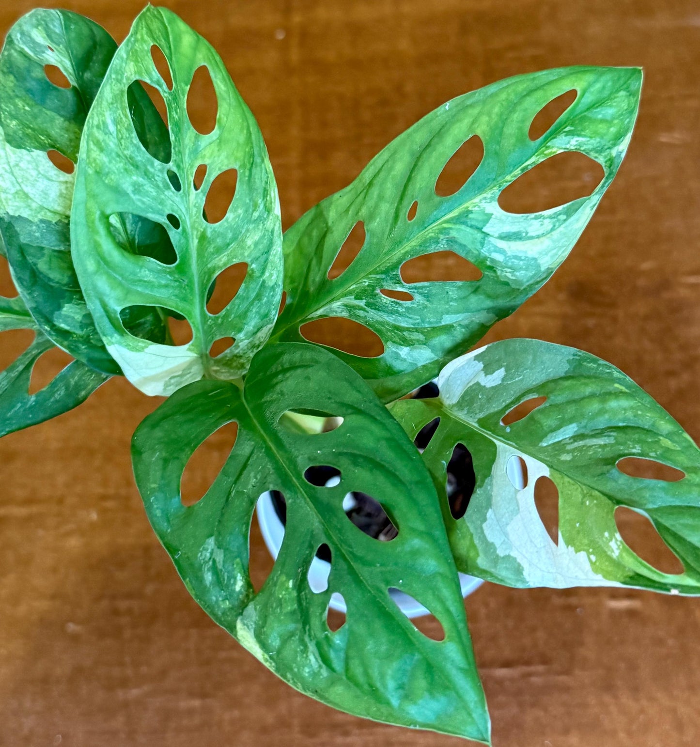 Monstera Adansonii Albo