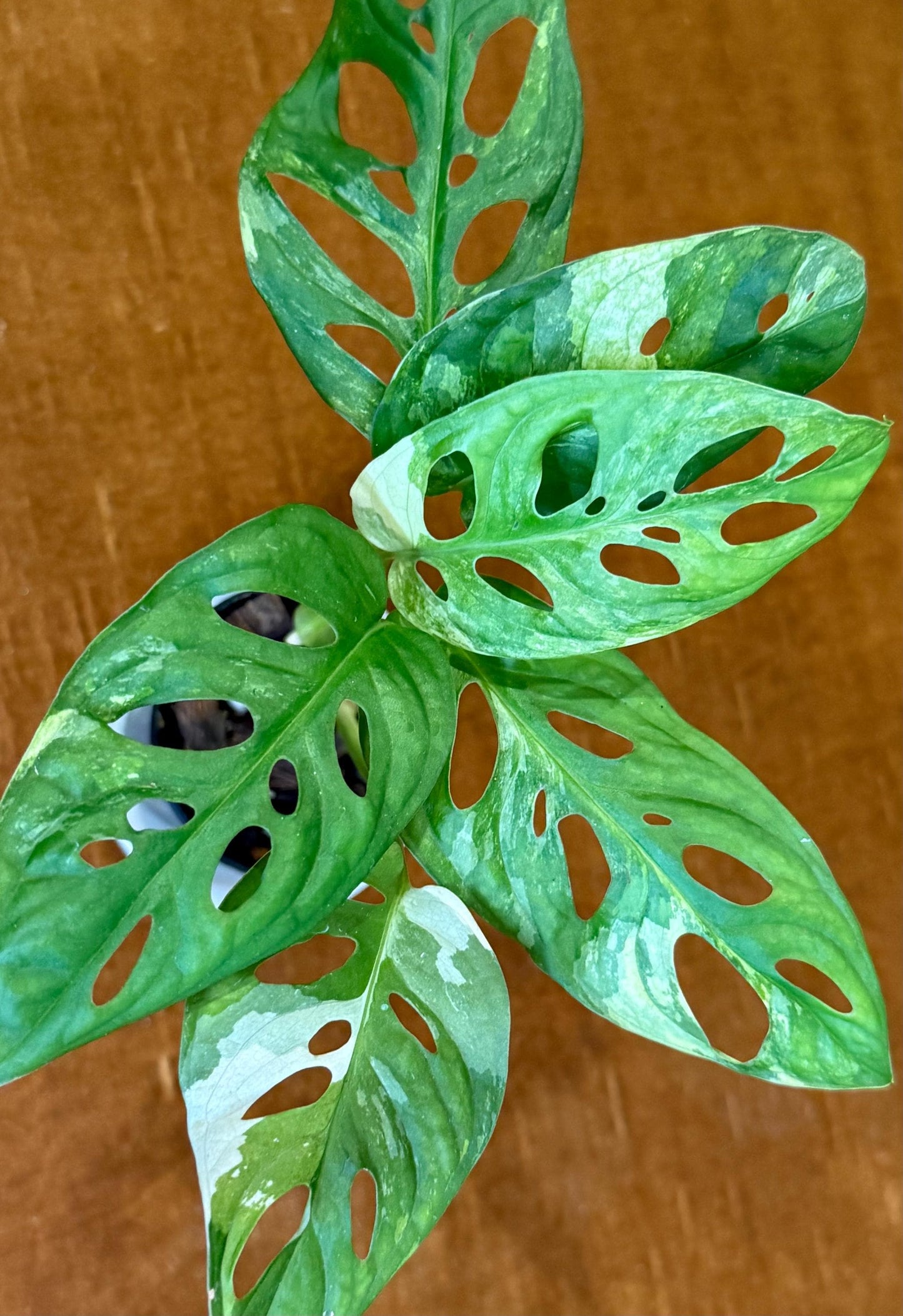 Monstera Adansonii Albo