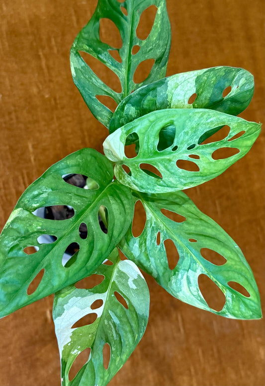 Monstera Adansonii Albo