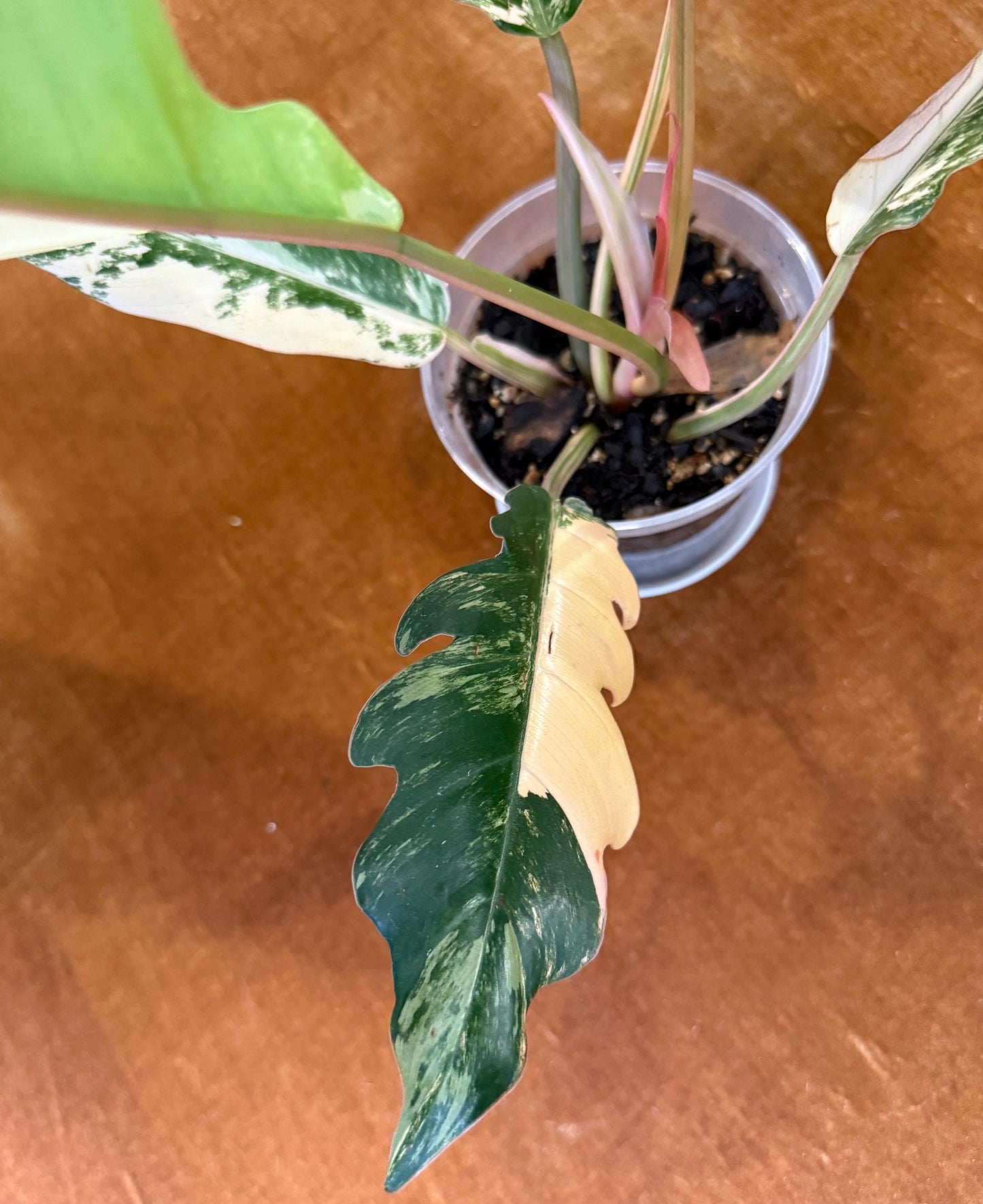 Philodendron Caramel Marble