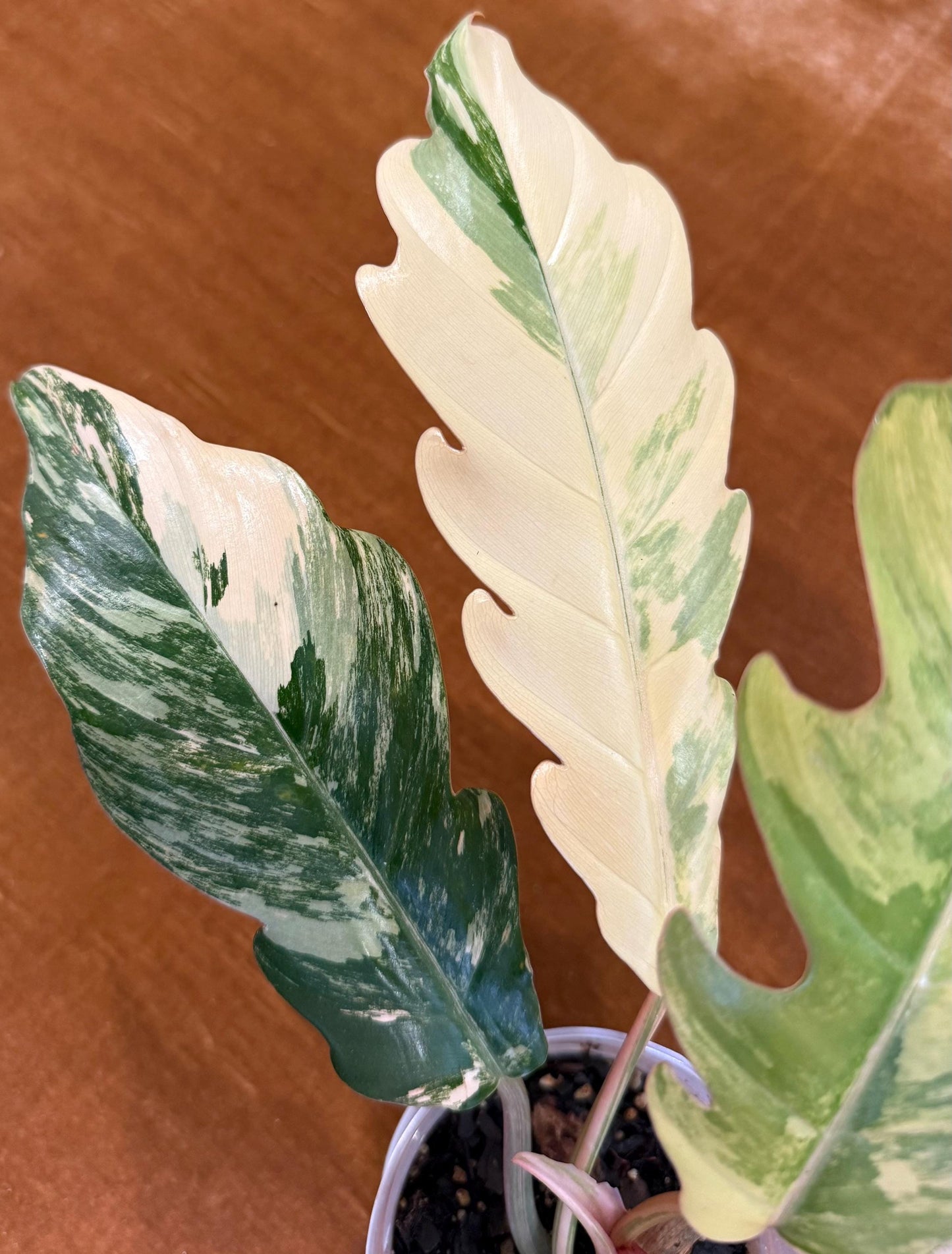 Philodendron Caramel Marble