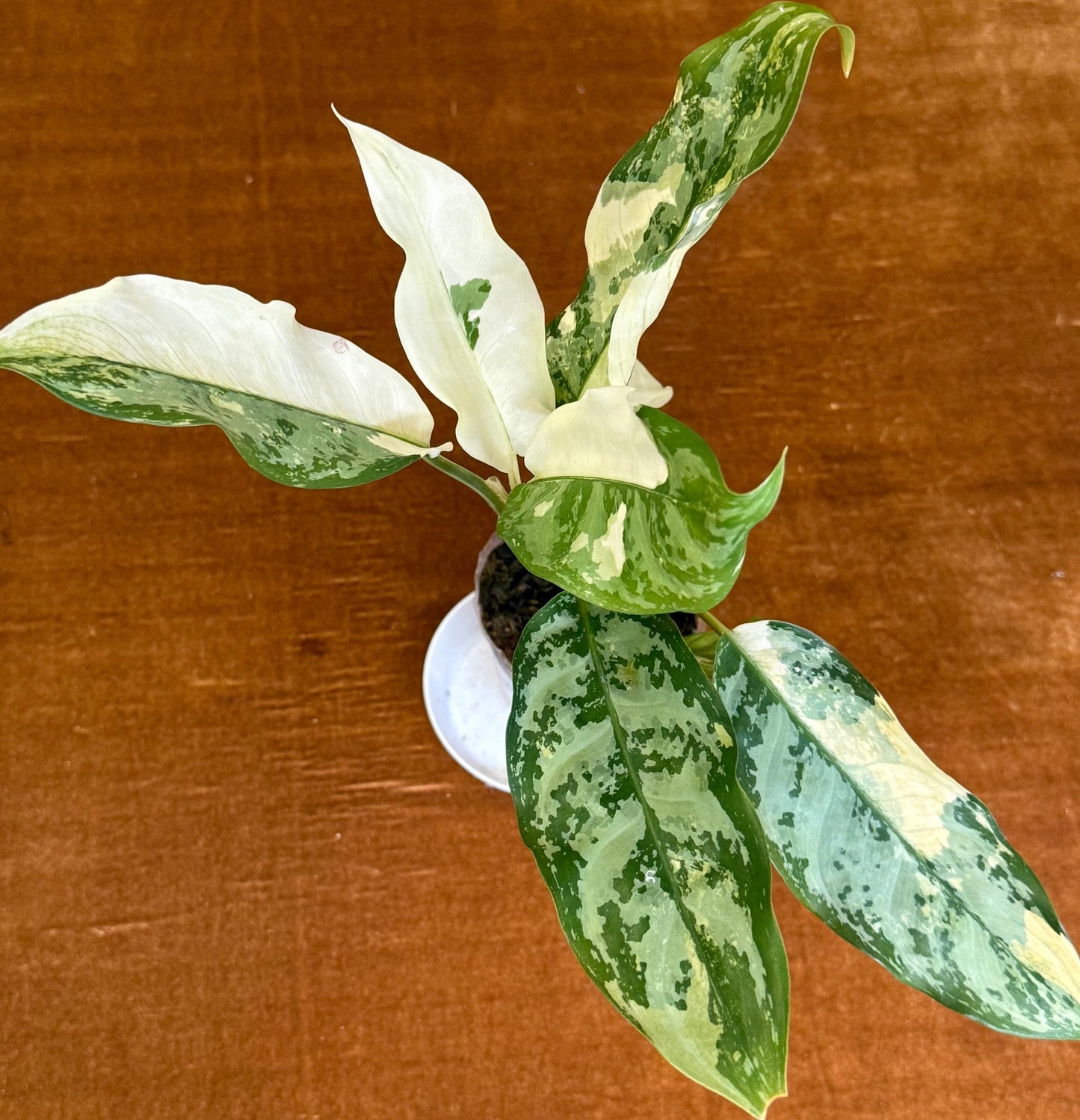 Aglaonema Commutatum Manila Pride plant