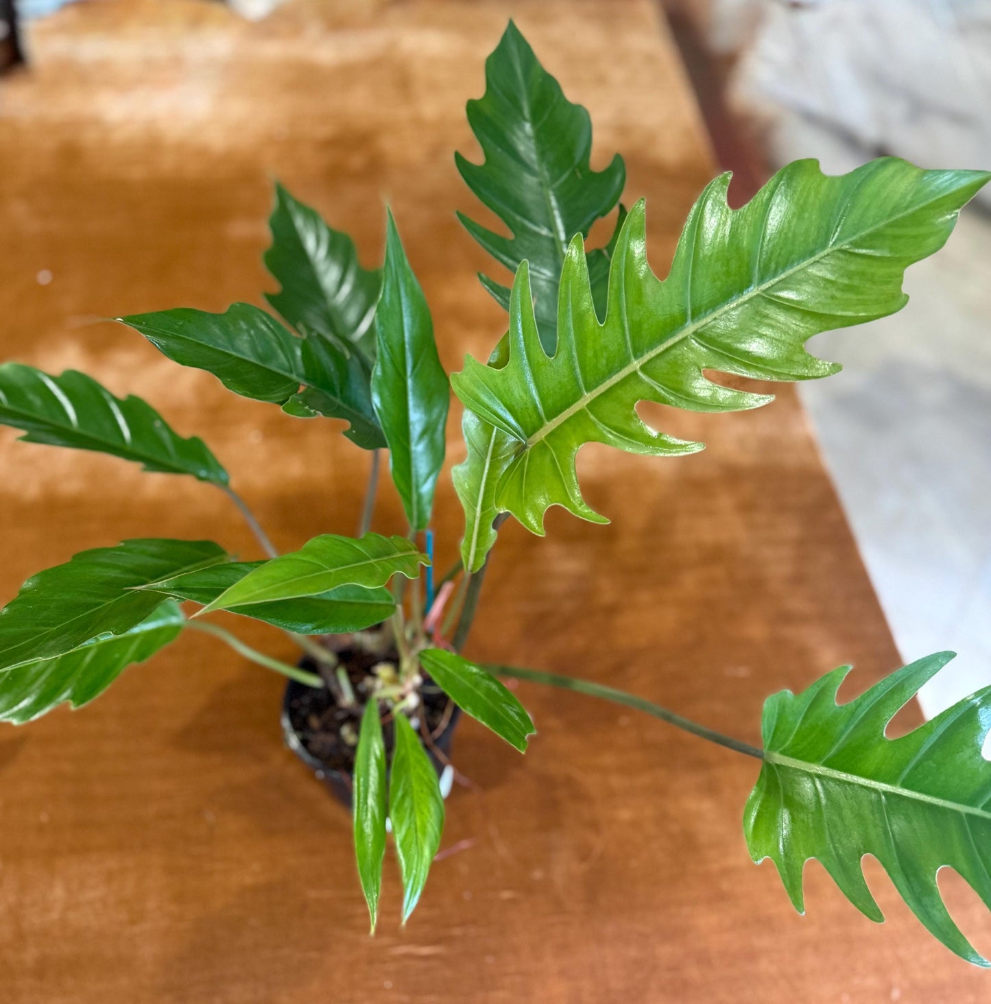 Philodendron Choco Empress