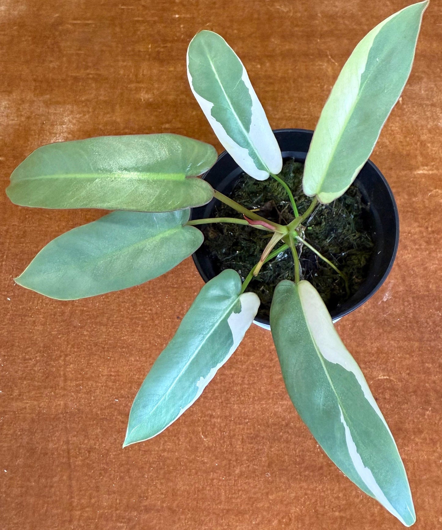 Philodendron Atabapoense Variegated