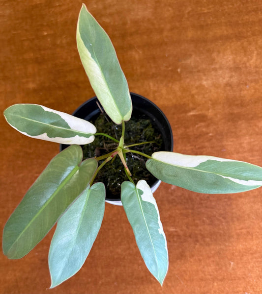Philodendron Atabapoense Variegated