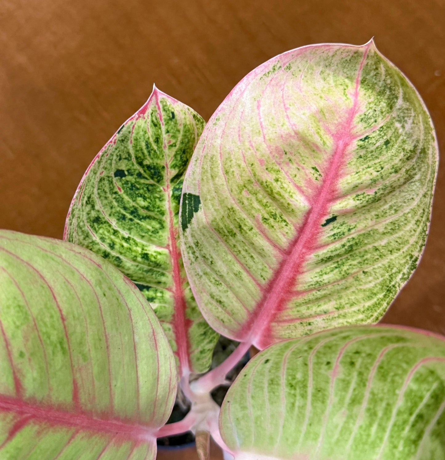 Rare Aglaonema Goliath Plant - 4 Inch Pot