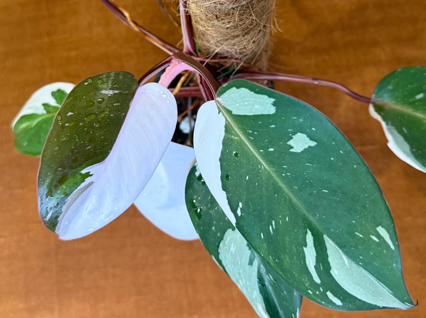 Philodendron Red Anderson