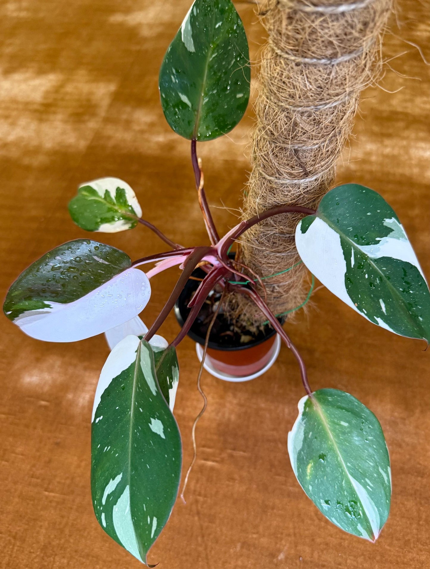 Philodendron Red Anderson