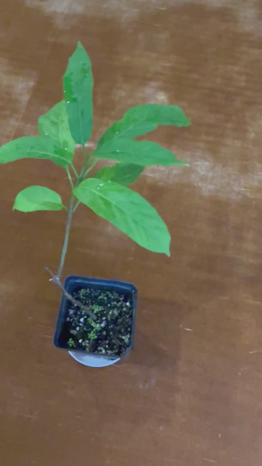 Light Bulb plant ~ clerodendrum wallichi ***ADD ON ONLY***