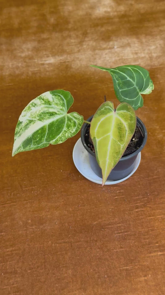Anthurium Crystallinum Variegated rare plant