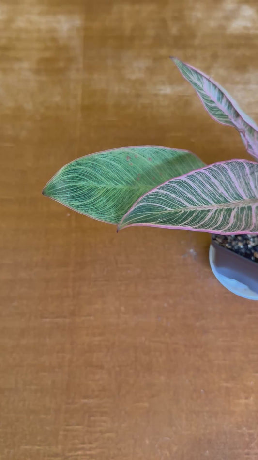Philodendron Birkin Pink Variegated houseplant